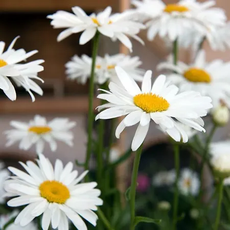 Girasole Βίλα Limni (Corfu)