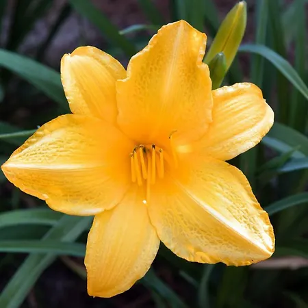 וילה Girasole Limni (Corfu)